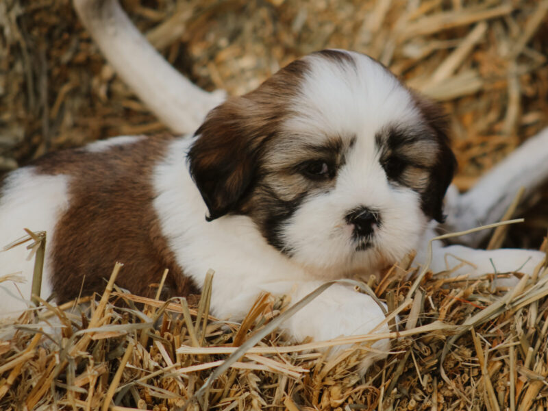Harry, a tri-colored Lhasa Apso puppy in Kentucky.