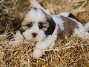 Harry at Rocky Top Puppies