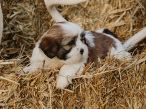 Harry at Rocky Top Puppies