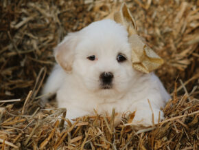 Hunter at Rocky Top Puppies