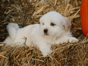 Hunter at Rocky Top Puppies