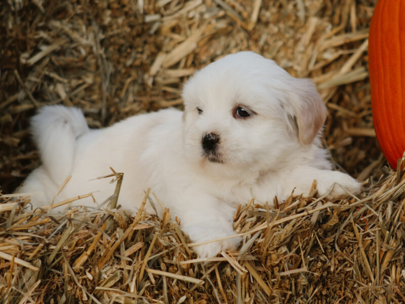 Hunter, a white Lhasa Apso puppy in Kentucky.