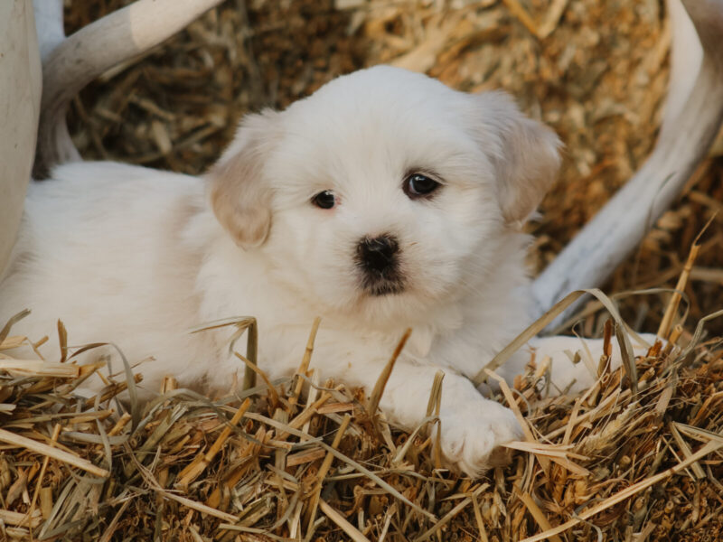 Hunter, a white Lhasa Apso puppy in Kentucky.