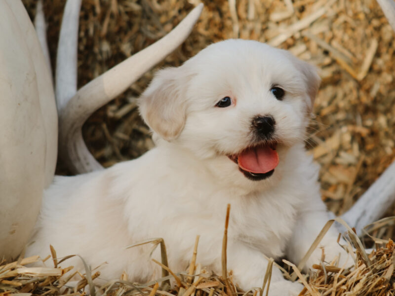 Hunter, a white Lhasa Apso puppy in Kentucky.