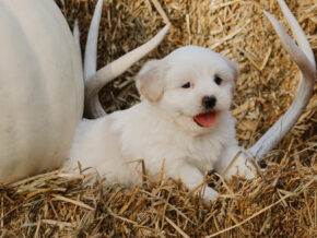 Hunter at Rocky Top Puppies