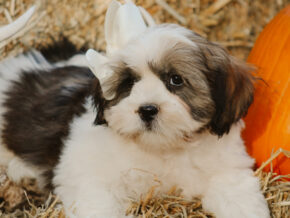 Tyrell at Rocky Top Puppies
