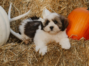 Tyrell at Rocky Top Puppies