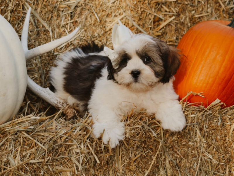 Tyrell, a gray & white Lhasa Apso puppy in Kentucky.