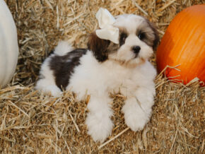 Tyrell at Rocky Top Puppies
