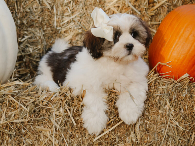 Tyrell, a gray & white Lhasa Apso puppy in Kentucky.