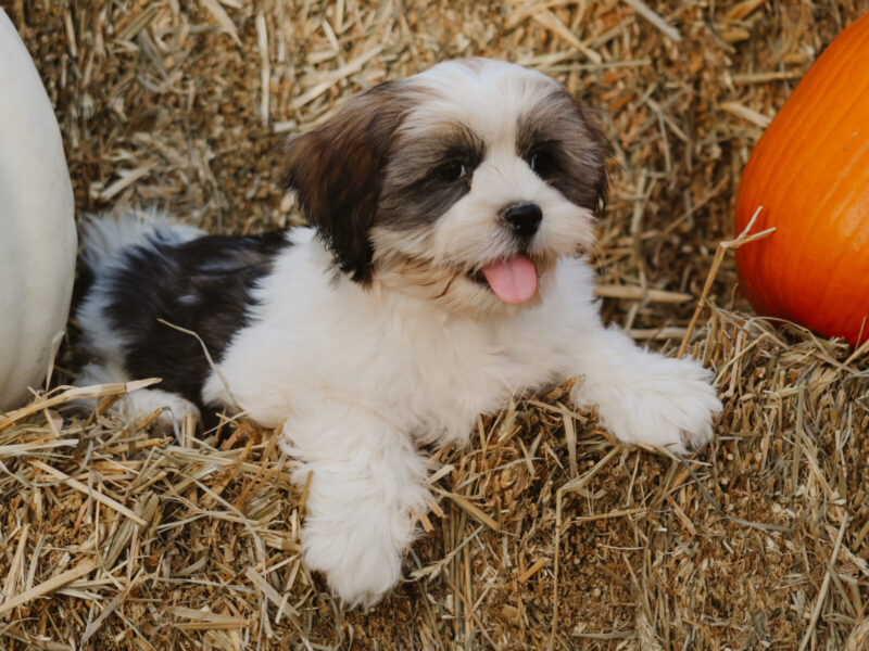 Tyrell, a gray & white Lhasa Apso puppy in Kentucky.