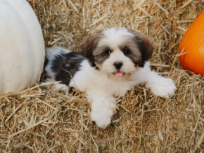 Tyrell at Rocky Top Puppies