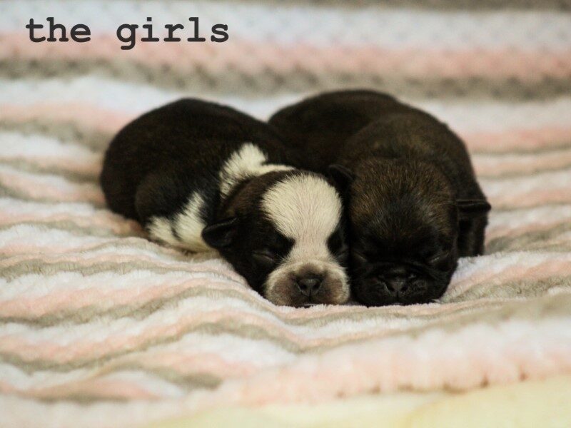 Bron-Serena Pug image